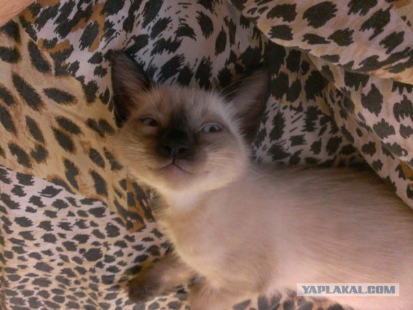 Котовторник 25.02.2014
