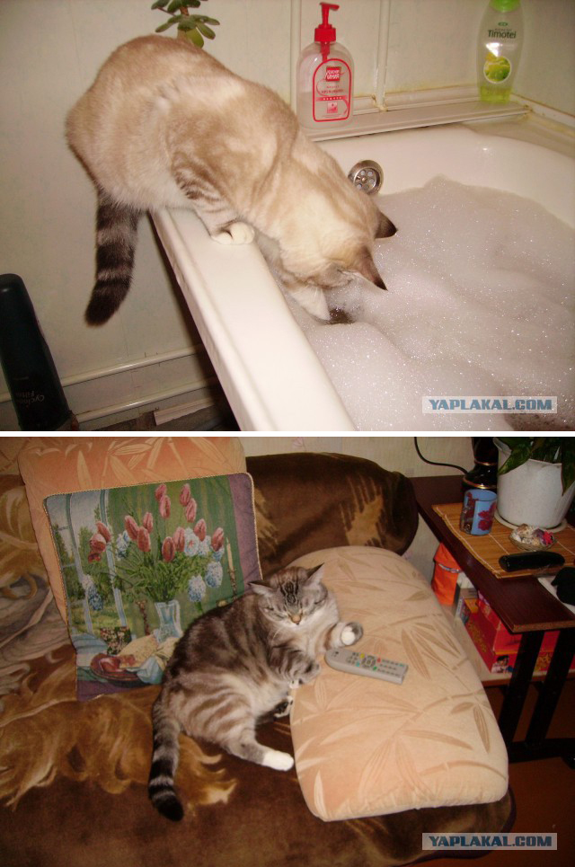 Путь от няши до котэ