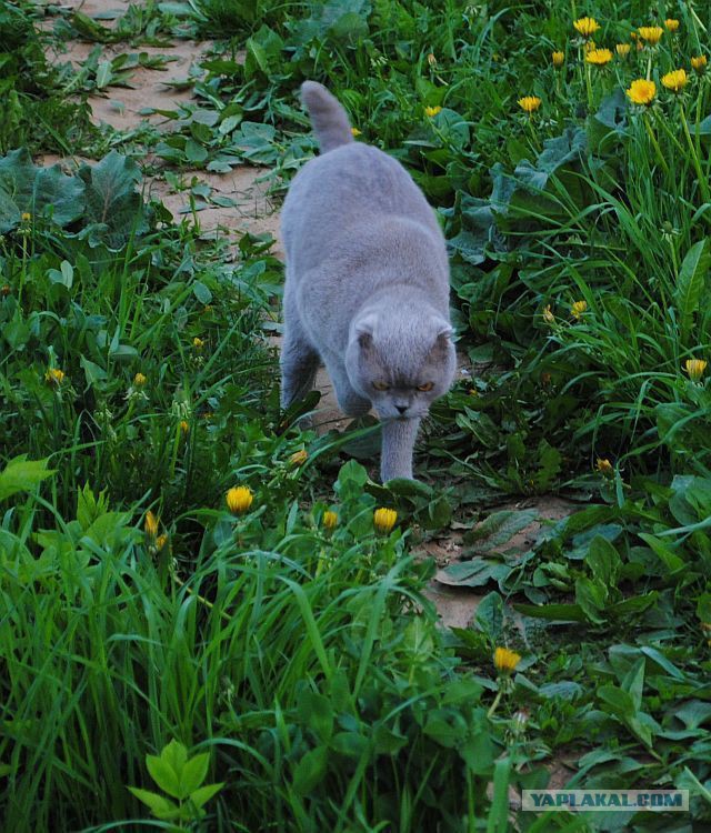 Котовторник 20.05.2014