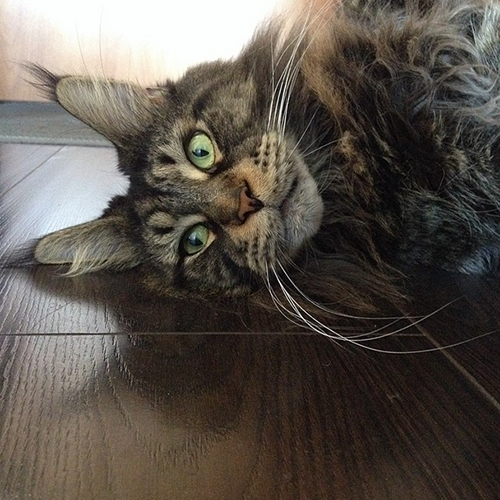 Котовторник 22.07.14