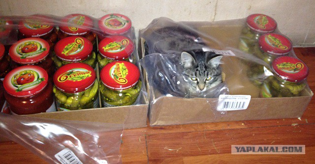 Котовторник 28.10.2014