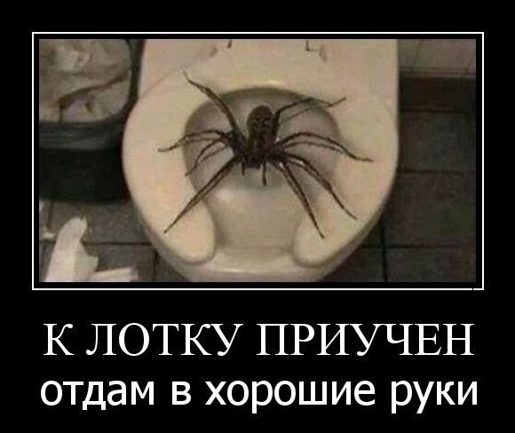 Факты, которые доказывают что Австралия - это