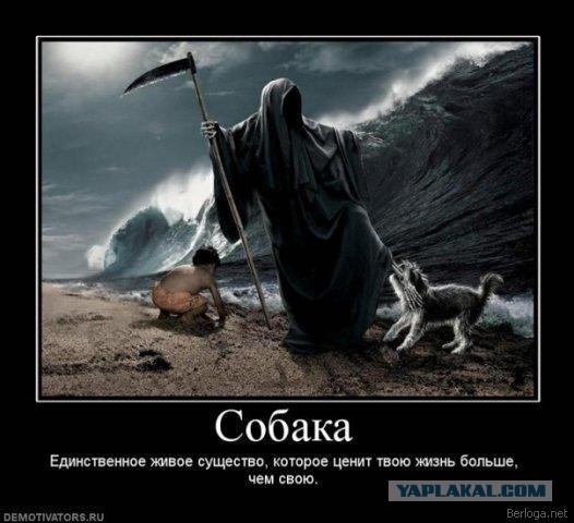 У собак золотые сердца