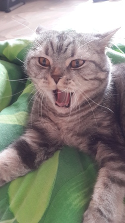 Котовторник 31.03.2015