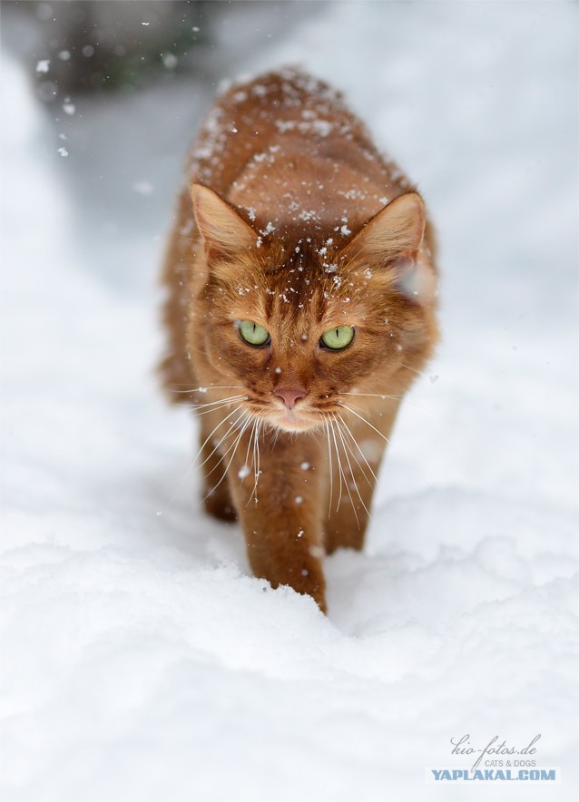 Котовторник 12.03.13