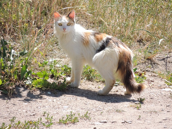 Котовторник  21.07.2015