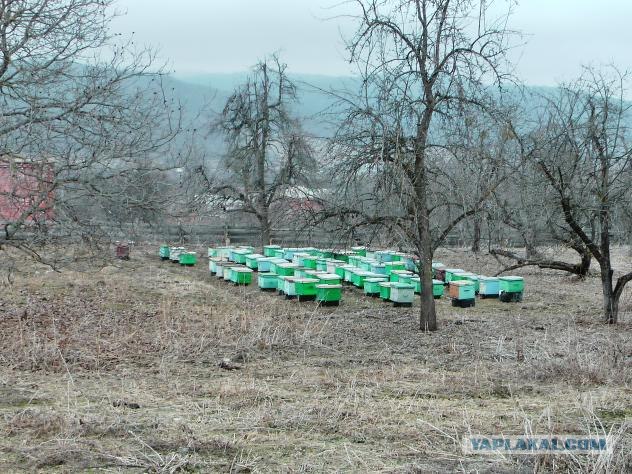 Проверка паспортного режима