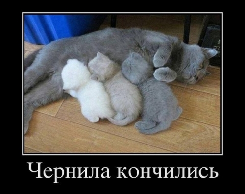 Котовторник
