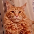 Жизнь Черного кота