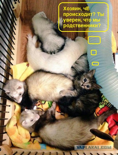 Котенка подселили в семейку хорьков