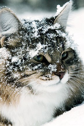 Котовторник 17.11.2015