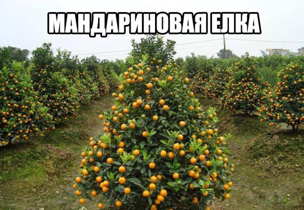 Подборка прикольных картинок
