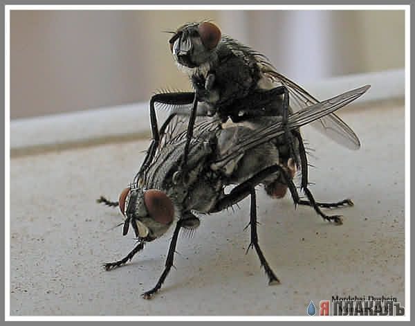 НАСЕКОМЫЕ. Мухи, бабочки, мотыльки, моль, и все летающие твари, пауки
