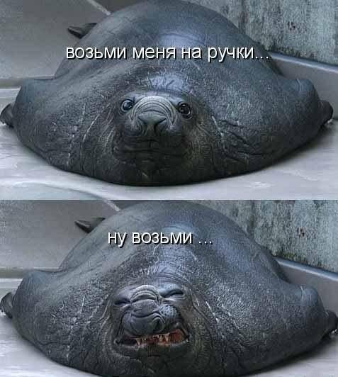 Мохнатые беспредельщики