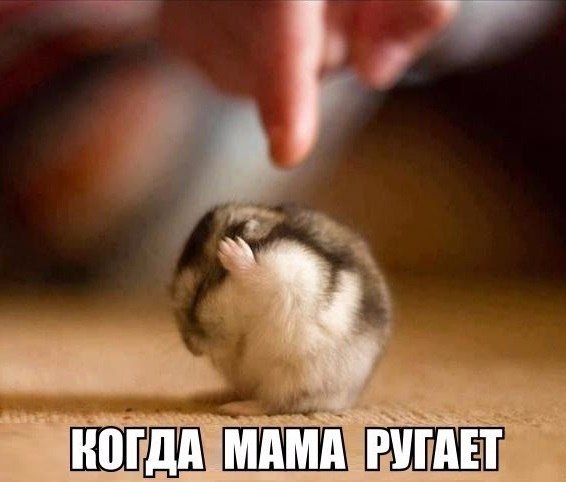 Прикольные животные