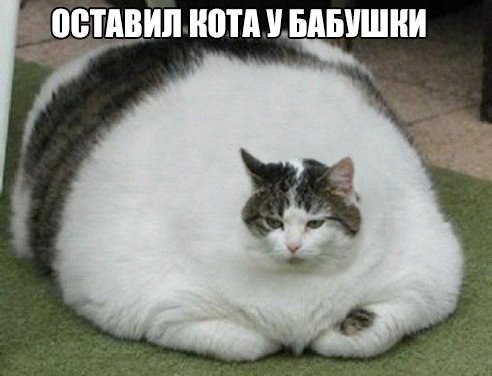 Прикольные животные