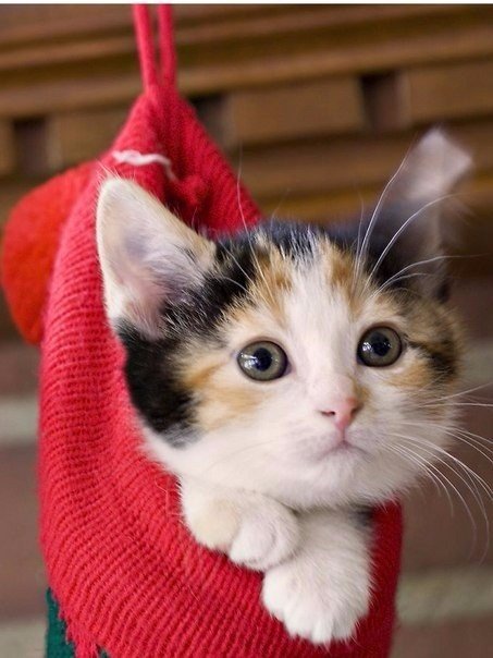 Коты из сети