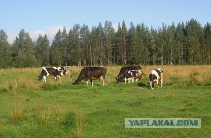 До чего дошел прогресс