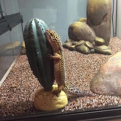 Живность из сети