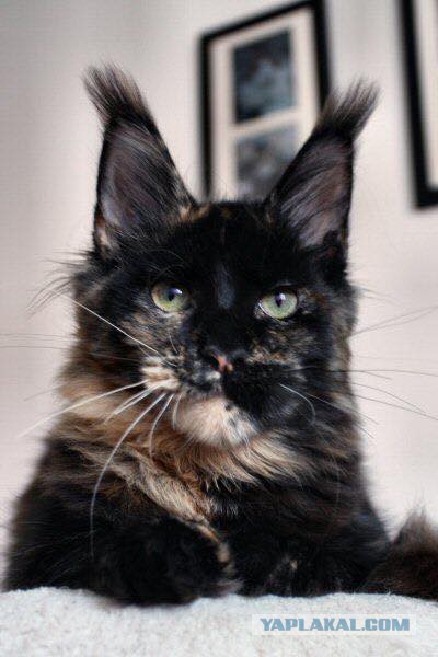 Котовторник 24.10.2017