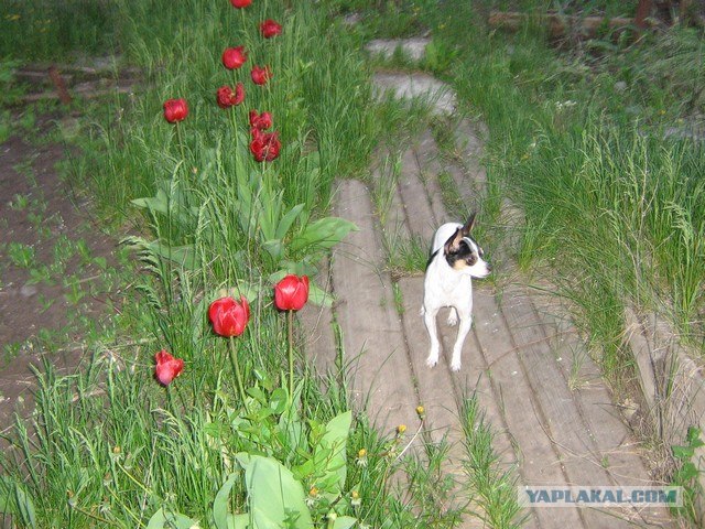 Забавные маленькие пёсики