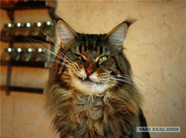 Кот польского историка и политолога решил принять участие в интервью голландскому телеканалу