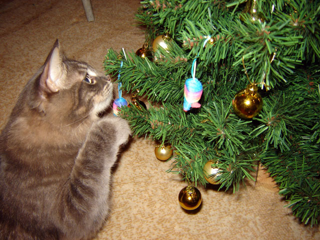 Новогодний КОТОВТОРНИК!
