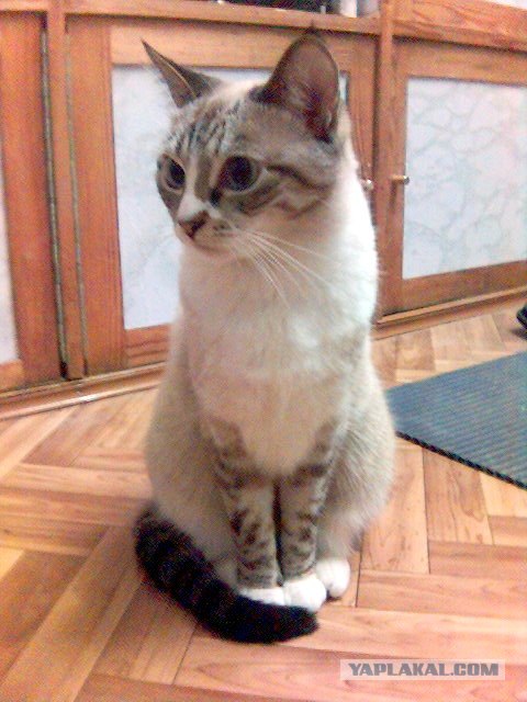 Котовторник (20.01)