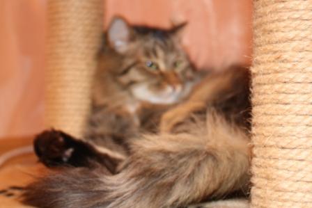 Котовторник стартует