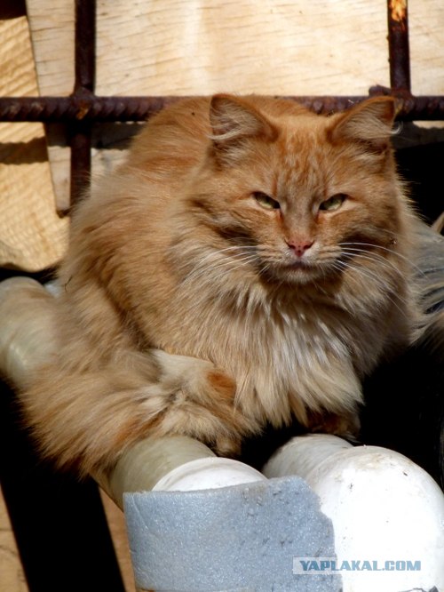 Начинаем котовторник!