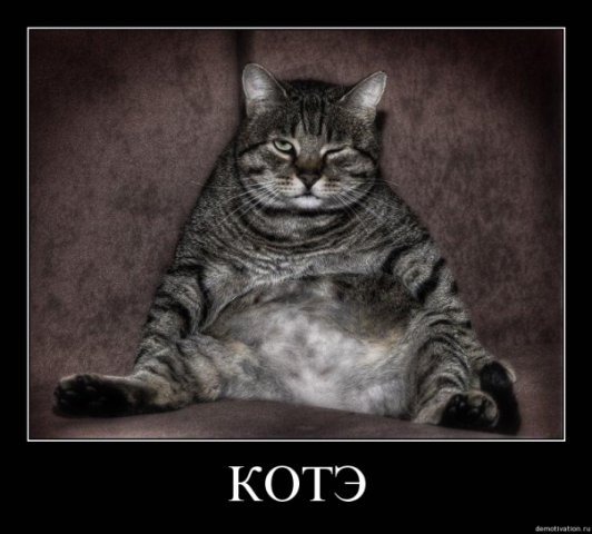 Первый котовторник июля