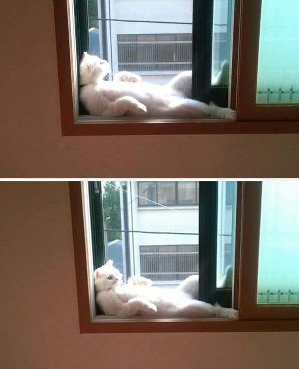 Прикольных котов пост