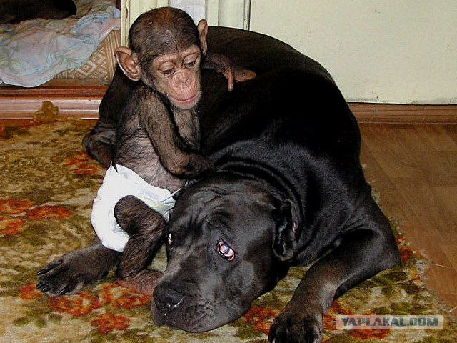 Собака усыновила дитеныша шимпанзе