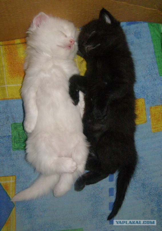 Котовторник 8 мая 2012