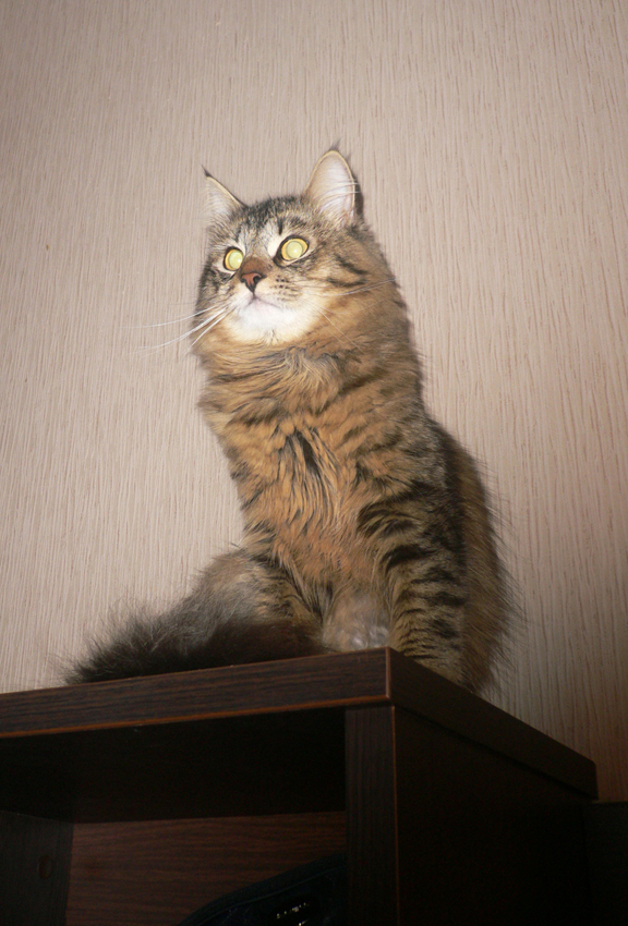 Котовторник 31.07.2012 г.