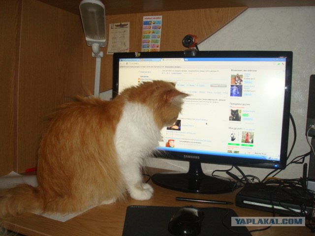 Котовторник  28.08.12