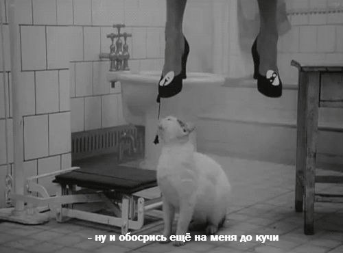 Веселье из скотсетей