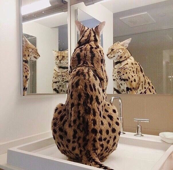 Живность из сети