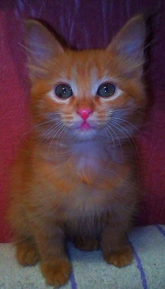 85 сантиметров кота
