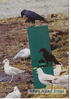 Хитрая ворона крадет сковородку