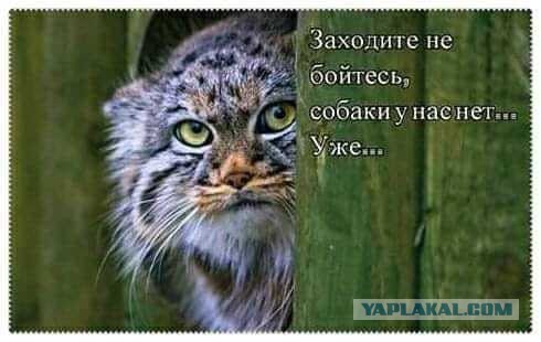 Весёлый полтишок 11.09