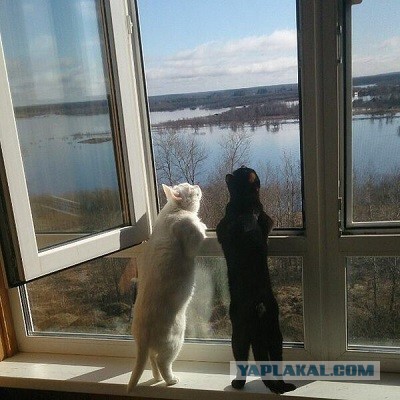 Дочь не пригласила на свадьбу отчима, который растил ее с 9 лет. Я тоже на эту свадьбу не пойду