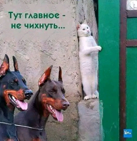 Так себе картинки 23.06.22
