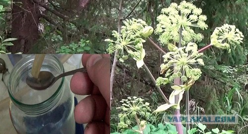 В России из борщевика создали лекарство от рака