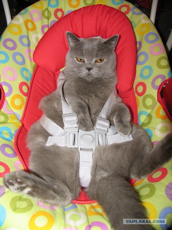 Котовторник 16.04.2013