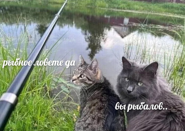 К котовторнику: подборка картинок-баянов с котиками и про котиков. Выпуск 18.