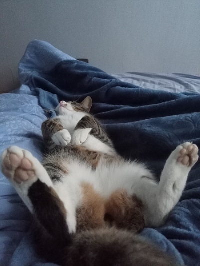 Литконкурс "Очумелые Пёрышки - 25"