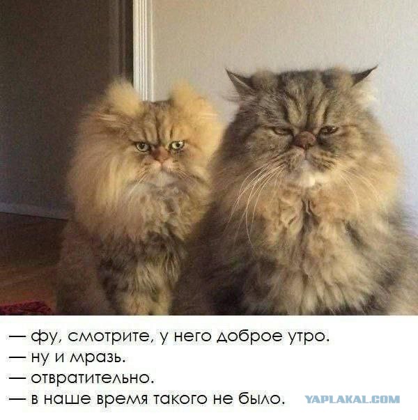 Веселые картинки в маленькую пятницу (25.02)