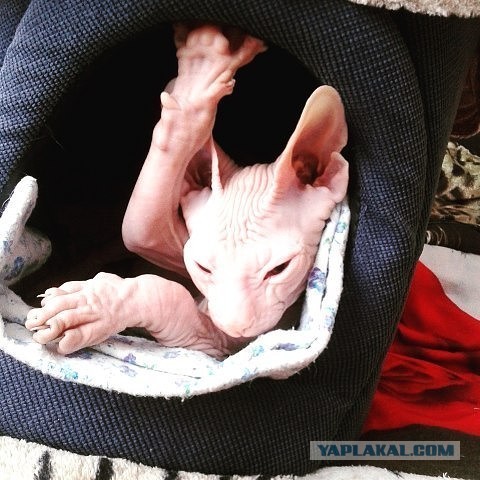 Котик ты не понял,,,