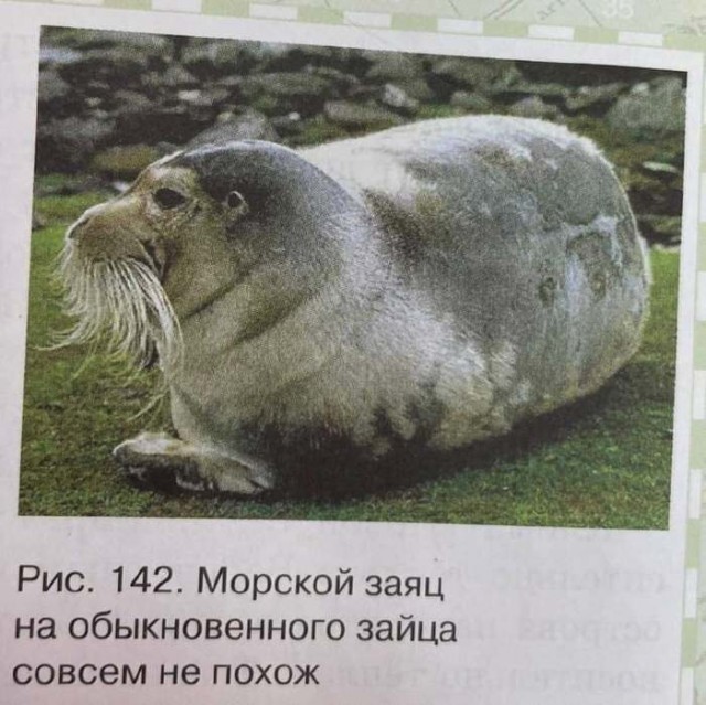 Заяц